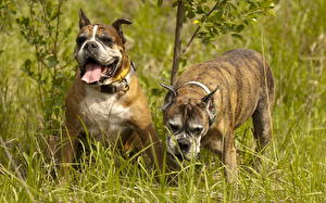 Bureaubladachtergronden Honden Boxer (hond) Buldog Dieren
