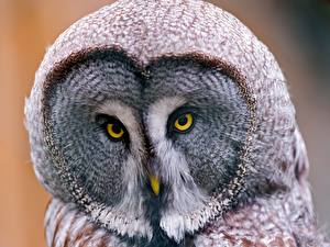 Pictures Bird Owls Great Grey Owl Animals
