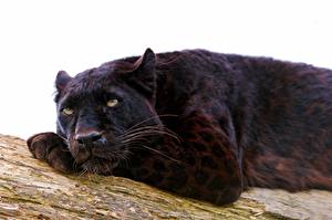 Sfondi desktop Grandi felini Pantera nera Animali
