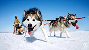 桌面壁纸，，犬，西伯利亞雪橇犬，阿拉斯加雪橇犬，動物