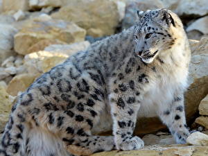 Sfondi desktop Grandi felini Leopardo delle nevi  Animali