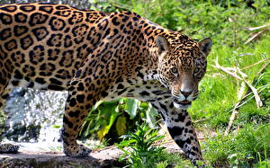 Picture Big cats Jaguars Animals