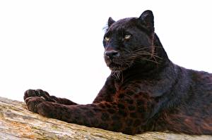 Picture Big cats Panthers animal