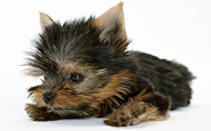 Pictures Dogs Yorkshire terrier Puppies Animals
