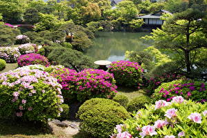 Wallpaper Gardens Pond Shrubs Kobe Japan Nature