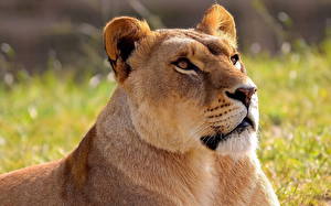 Photo Big cats Lion Lioness Animals