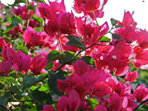 Картинка Бугенвиллия цветок