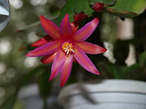 Фото Кактусы рипсалидопсис Цветы