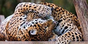 Image Big cats Jaguars animal