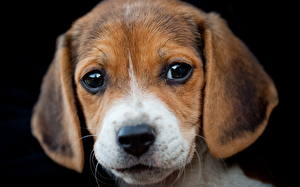 Sfondi desktop Cane Beagle Cucciolo Animali