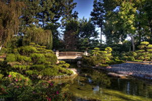 Фотографии Сады Пруд Earl Burns Miller Japanese Garden USA Природа