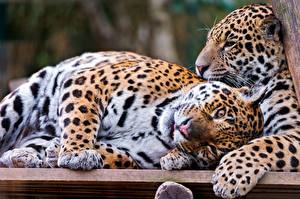 Hintergrundbilder Große Katze Jaguaren ein Tier