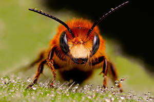 Bureaubladachtergronden Insecten Bijen Dieren
