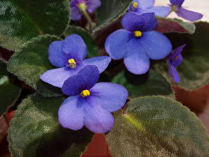 Fondos de escritorio Viola flor
