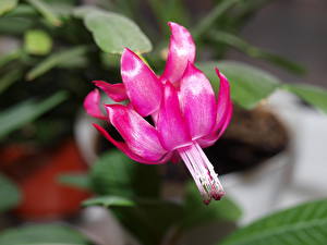 Fonds d'écran Cactaceae fleur