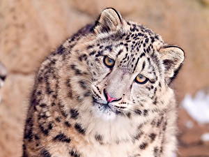 Papel de Parede Desktop Fauve Leopardo-das-neves Animalia