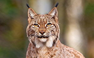 Bureaubladachtergronden Pantherinae Lynxen Dieren