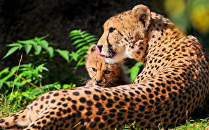 Bakgrunnsbilder Store kattedyr Geparder Dyr