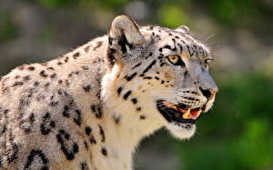 Fondos de escritorio Grandes felinos Leopardo de las nieves un animal