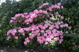 Bureaubladachtergronden Rododendron bloem