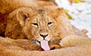 Bilder Große Katze Löwe Zunge  ein Tier