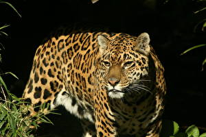 Sfondi desktop Grandi felini Panthera onca