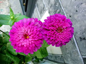 Pictures Zinnia Flowers