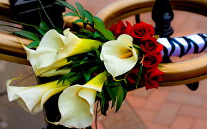 Bakgrundsbilder på skrivbordet Calla liljor Blommor