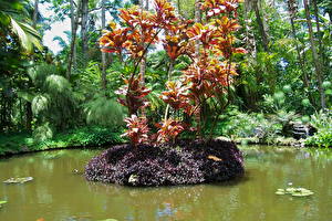 Фотография Сады Пруд Botanical Hawaii Природа