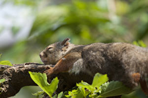 Fotos Nagetiere Eichhörnchen  Tiere