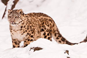 Fondos de escritorio Grandes felinos Leopardo de las nieves un animal