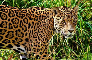 Bilder Große Katze Jaguaren Tiere