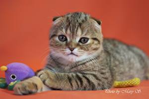 Pictures Cats Scottish Fold animal