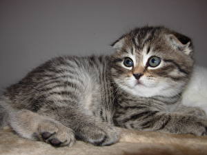 Pictures Cat Scottish Fold Kitty cat animal