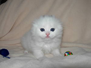 Photo Cat Scottish Fold Kitty cat White Animals