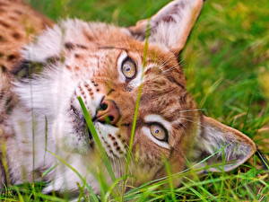 Bureaubladachtergronden Pantherinae Lynxen
