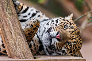 Wallpapers Big cats Jaguar Animals