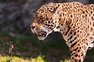 Fotos Große Katze Jaguar Tiere