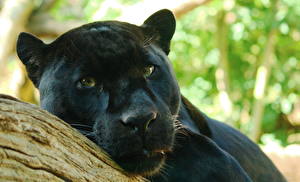 Tapety na pulpit Wielkie koty Czarna pantera zwierzę