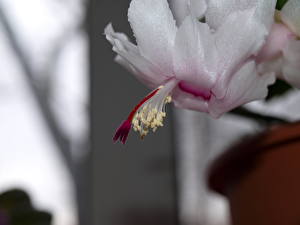 Fotos Kakteen Blumen