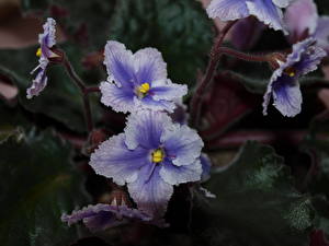 Fonds d'écran Viola fleur