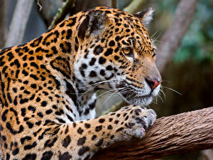 Bakgrundsbilder på skrivbordet Pantherinae Jaguar