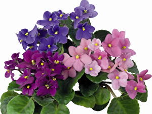 Papel de Parede Desktop Viola flor