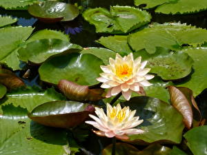 Picture Water lilies