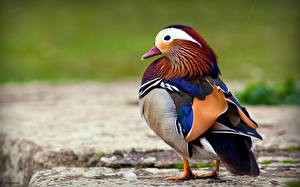 Papel de Parede Desktop Aves Patos  Animalia