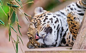 Fotos Große Katze Jaguaren Tiere