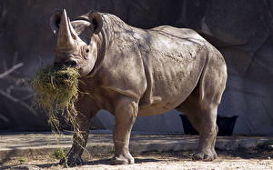 Sfondi desktop Rinoceronte