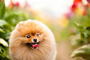 Pictures Dogs Spitz  animal