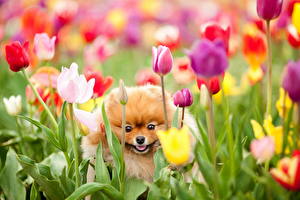 Bureaubladachtergronden Hond Tulpen Spits hond  Dieren