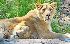 Picture Big cats Lions Lioness Animals